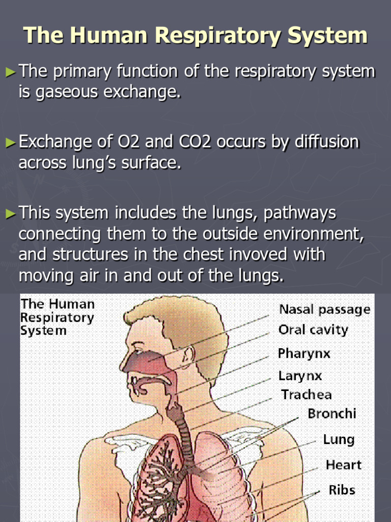 Overview of the Human Respiratory System | PDF | Lung | Breathing