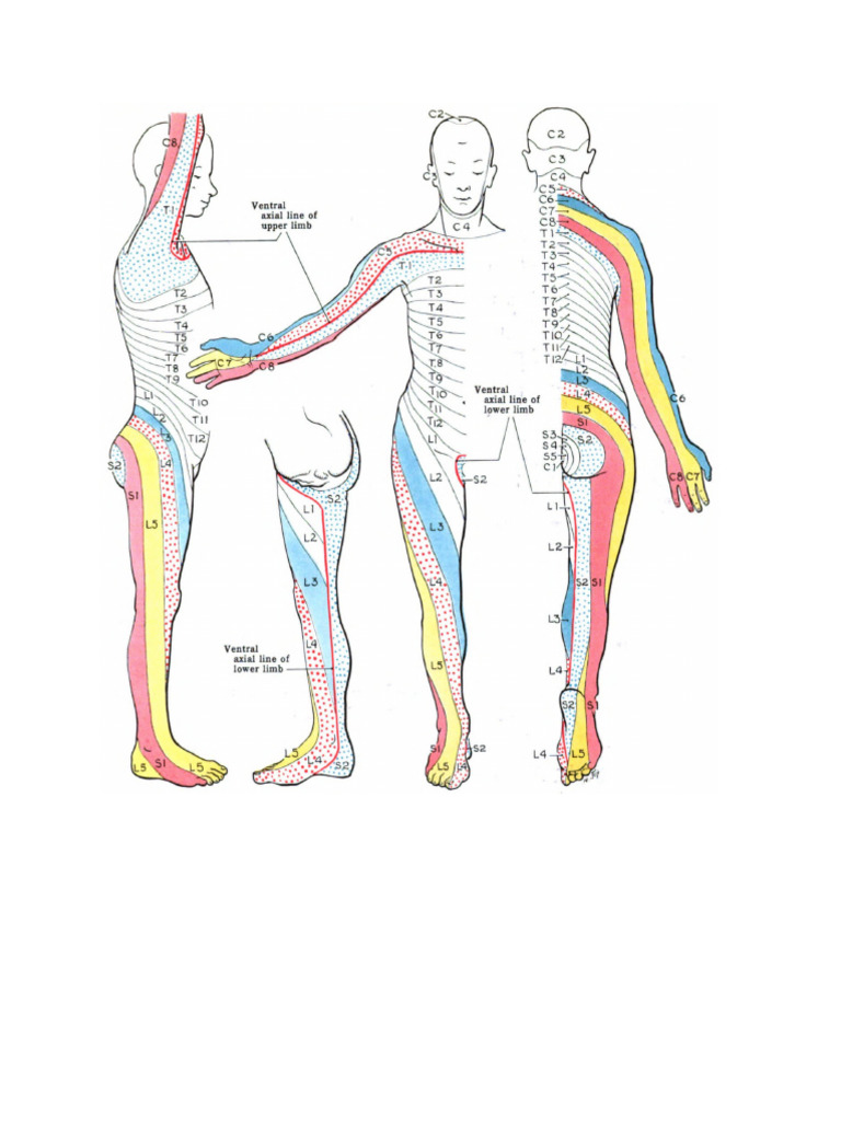 Dental Map - Dermatome Map | PDF