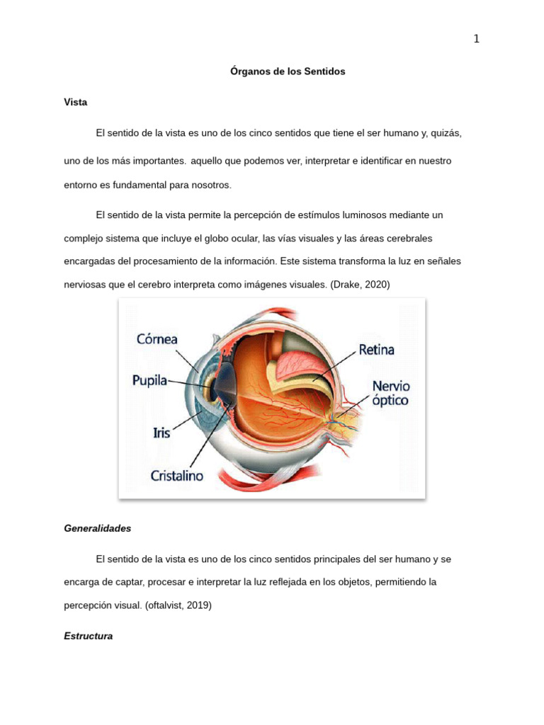 Sentido de la vista | PDF | Ojo humano | Percepción visual