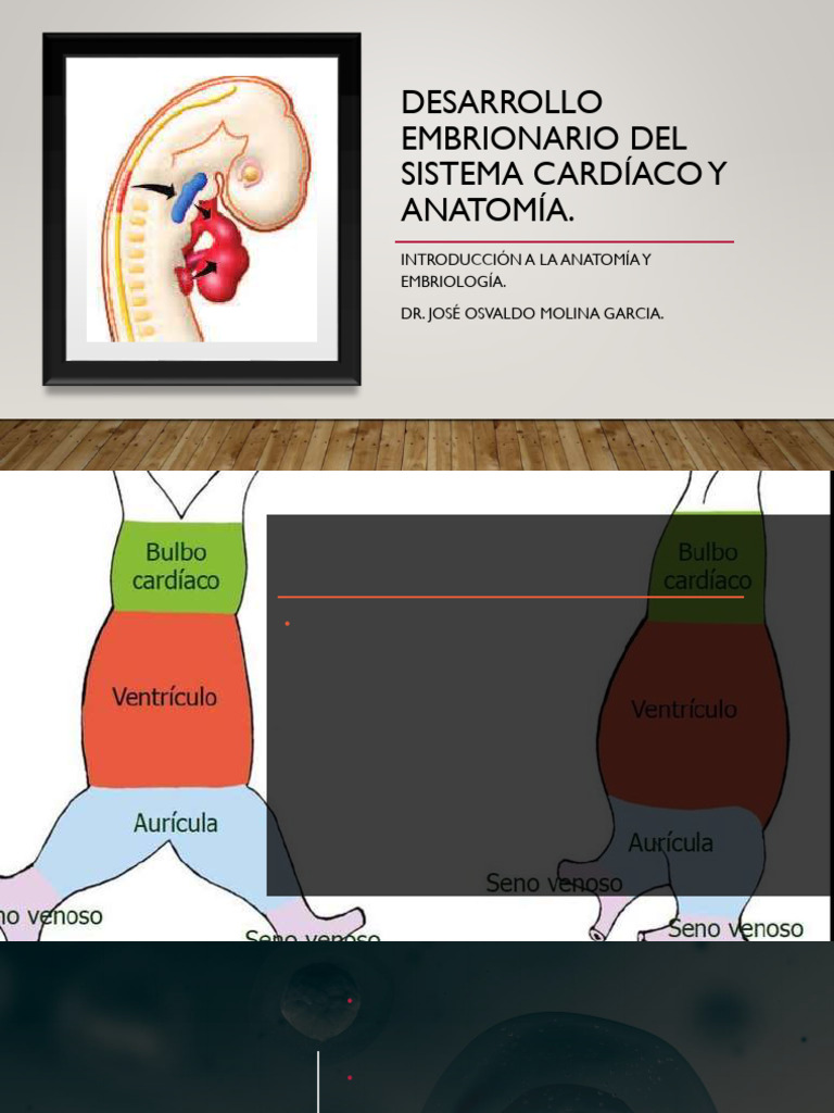 Desarrollo Embrionario Corazon Pdf Corazón Ventrículo Corazón