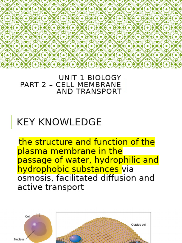 Cell Membrane Structure and Function | PDF | Cell Membrane | Phospholipid