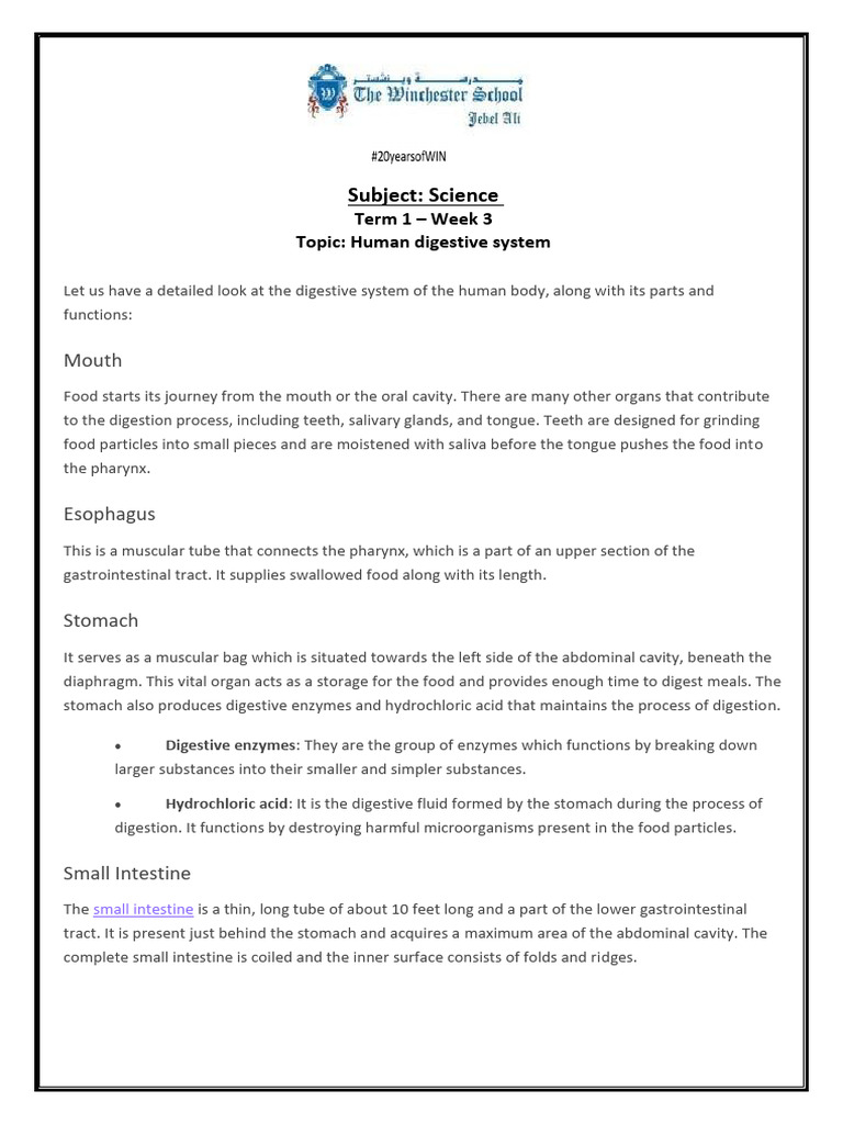 Human Digestive System Overview | PDF | Human Digestive System ...