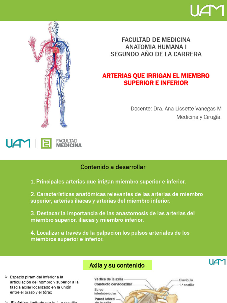 Arterias del Miembro Superior e Inferior | PDF | Codo | Extremidades ...