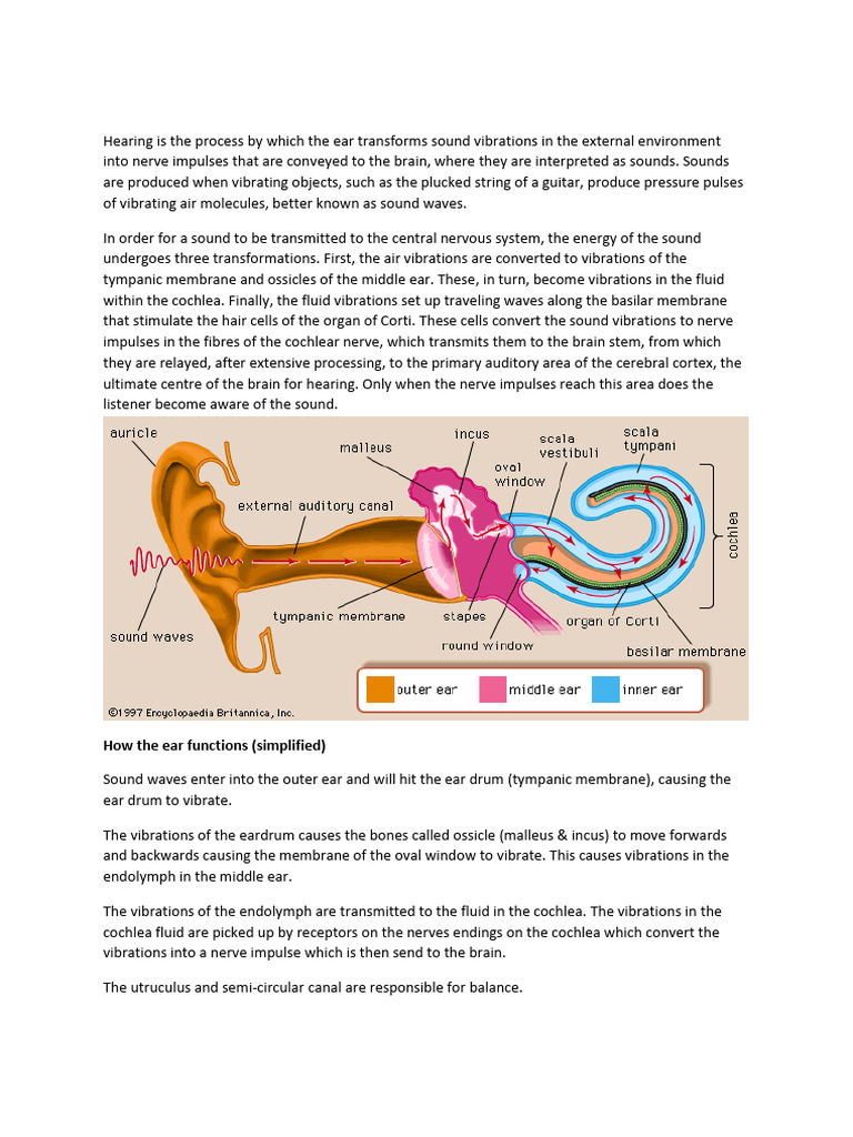 How the Ear Transforms Sound Waves | PDF