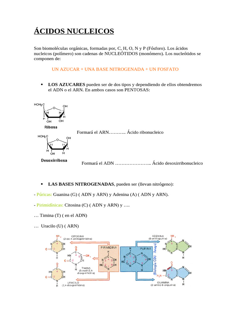 ÁCIDOS NUCLEICOS (Apuntes) | PDF | Rna | Adn
