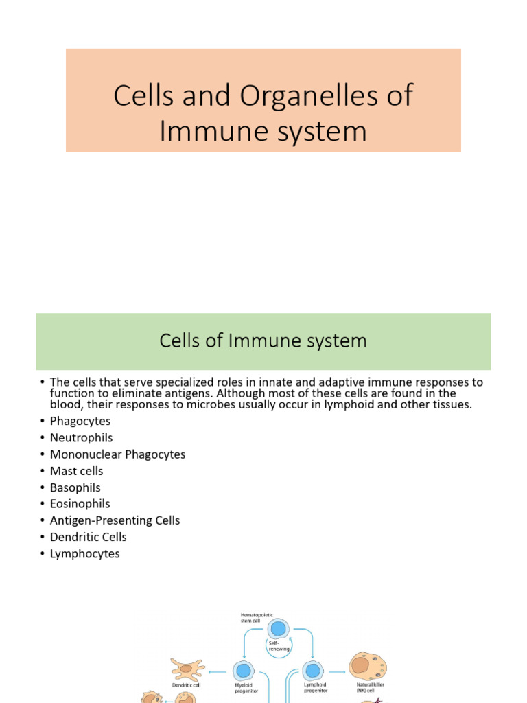 Immune System Cells and Functions | PDF | Lymphatic System | Lymphocyte