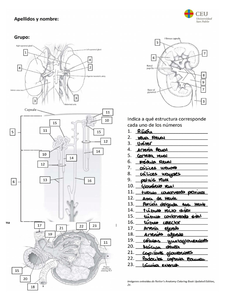 Anatomía Riñón | PDF