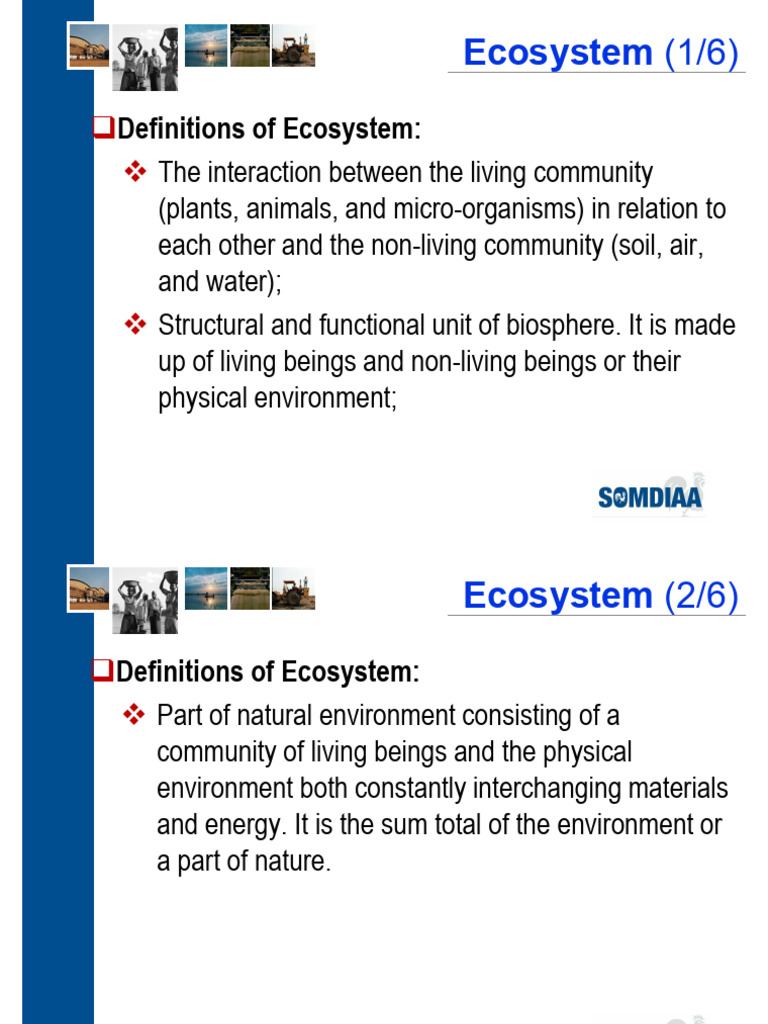 Ecosystem Definitions and Functions Explained | PDF | Food Web | Ecosystem