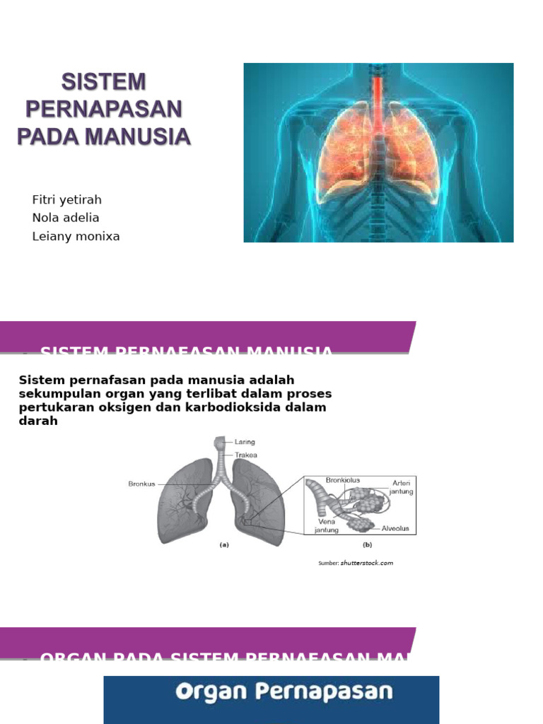 Sistem Pernafasan | PDF