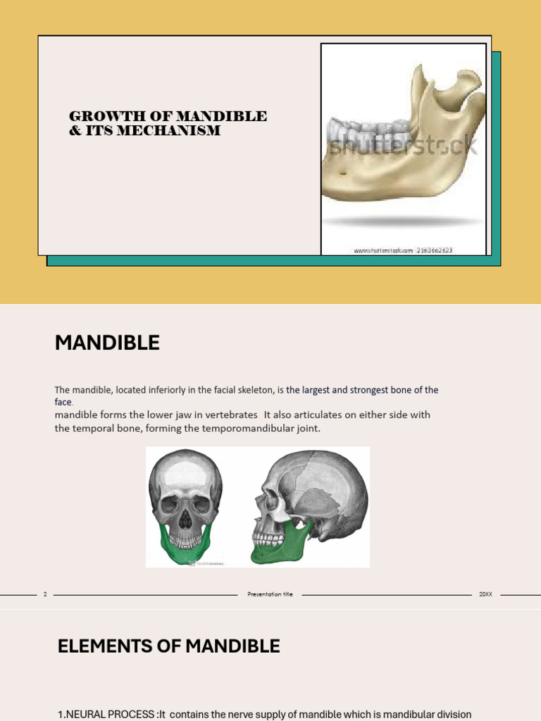 Mandible Growth and Development Mechanisms | PDF | Primate Anatomy ...