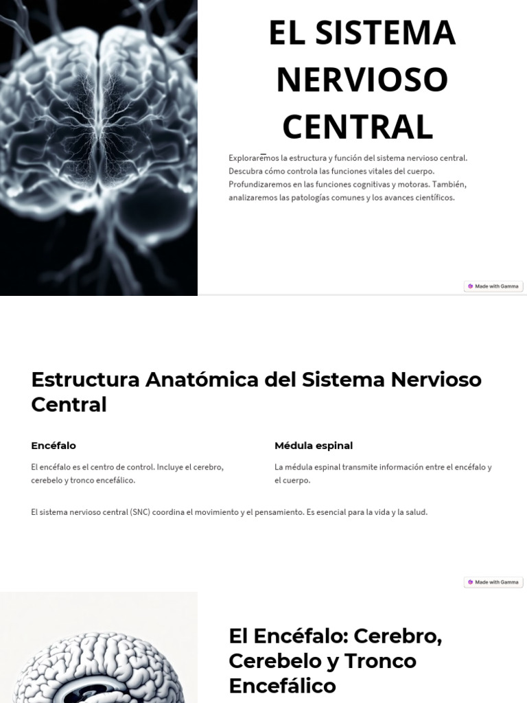 Estructura y Función del Sistema Nervioso | PDF | Cerebro | Sistema ...