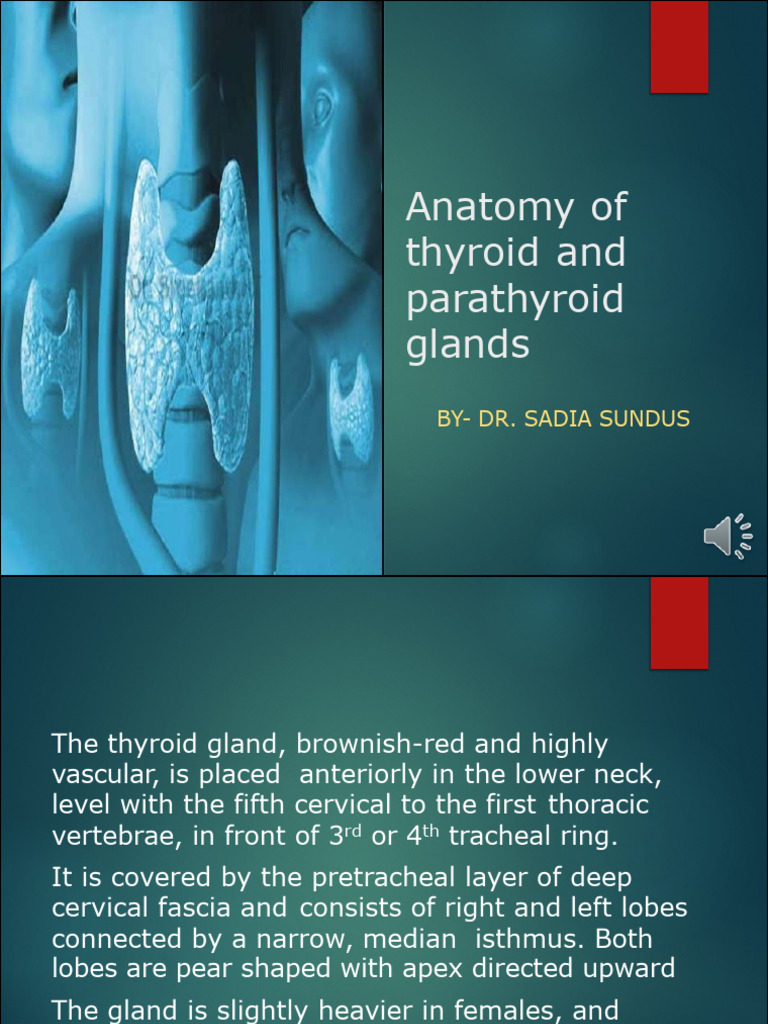 Thyroid and Parathyroid Glands Anatomy | PDF | Thyroid | Common Carotid ...