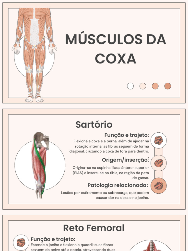 Anatomia e Função dos Músculos da Coxa | PDF | Joelho | Quadril