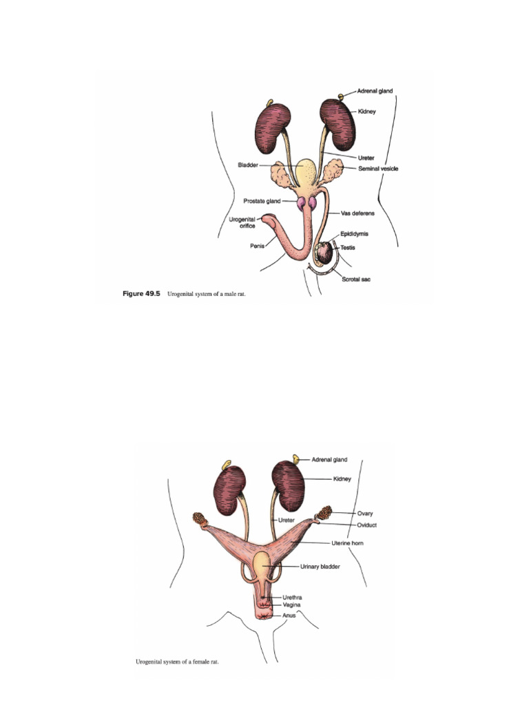 Reproductive System of Rat - Practical | PDF