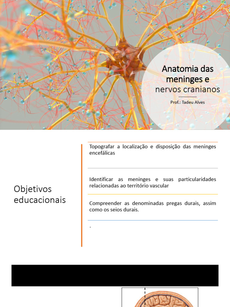 Anatomia das Meninges e Nervos Cranianos | PDF | Nervo | Sistema nervoso
