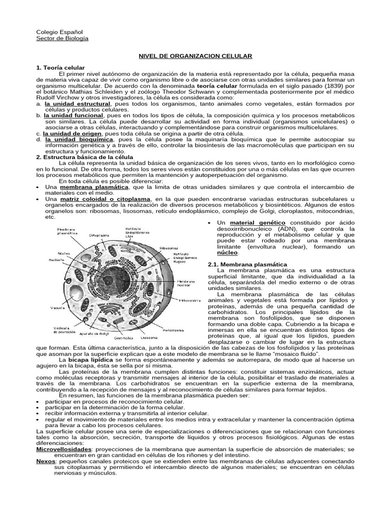 Estructura y Función de la Célula | PDF | Citoplasma | Biología Celular)
