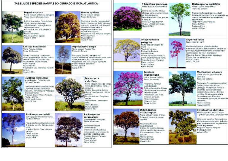 12 Arvores Nativas | PDF