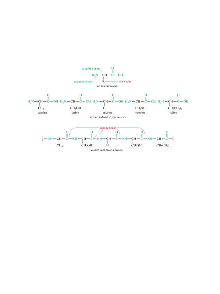 Understanding Protein Structure and Amino Acids | PDF | Amino Acid ...