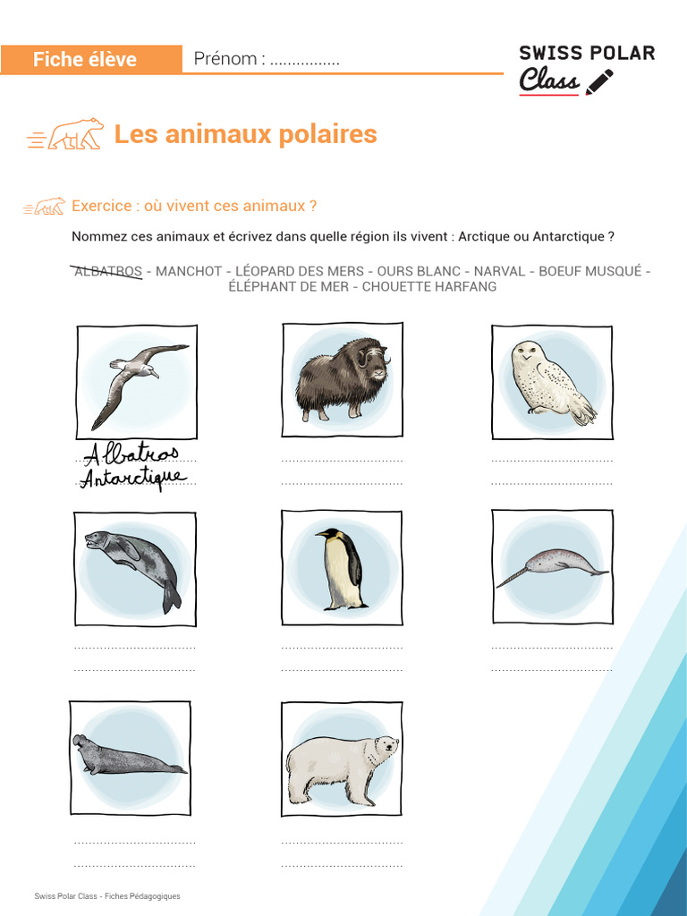 Animaux Polaires : Adaptations et Habitats | PDF | Biologie | Zoologie