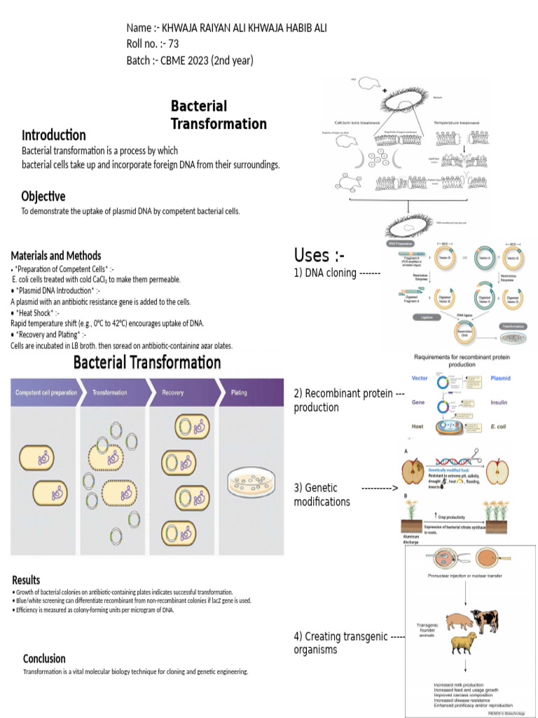 Bacterial Transformation Process Explained | PDF