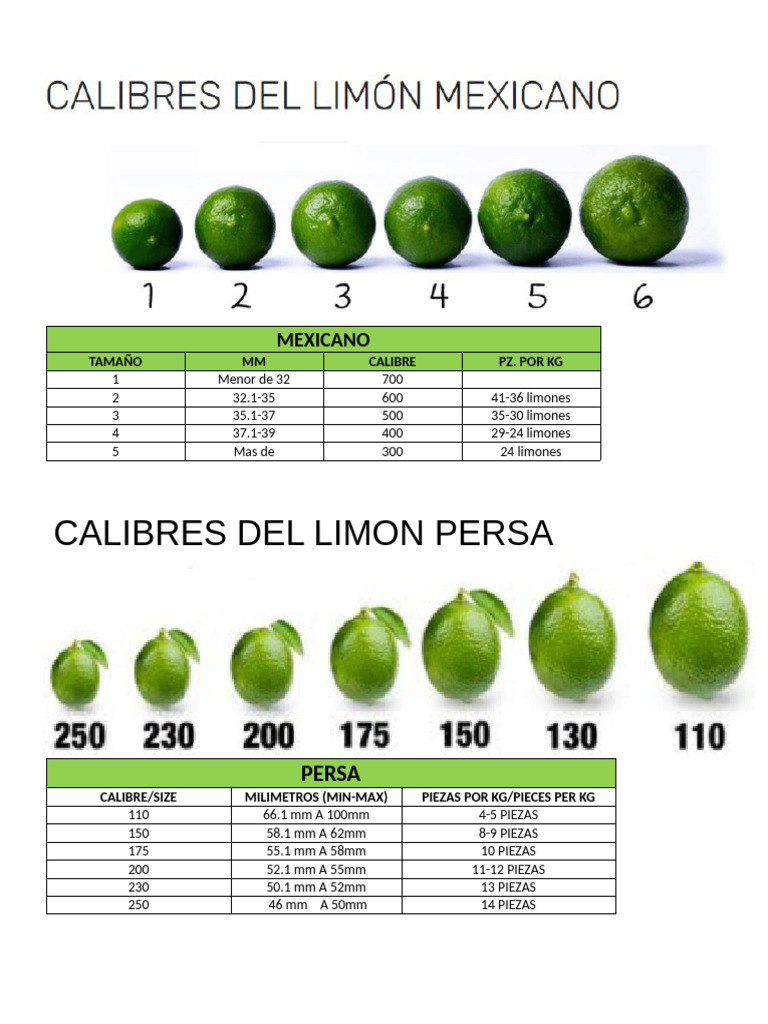 Calibres y pesos del limón persa y mexicano | PDF