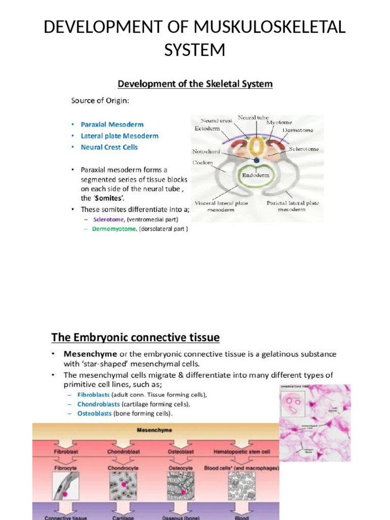 Development of Muskuloskeletal System | PDF