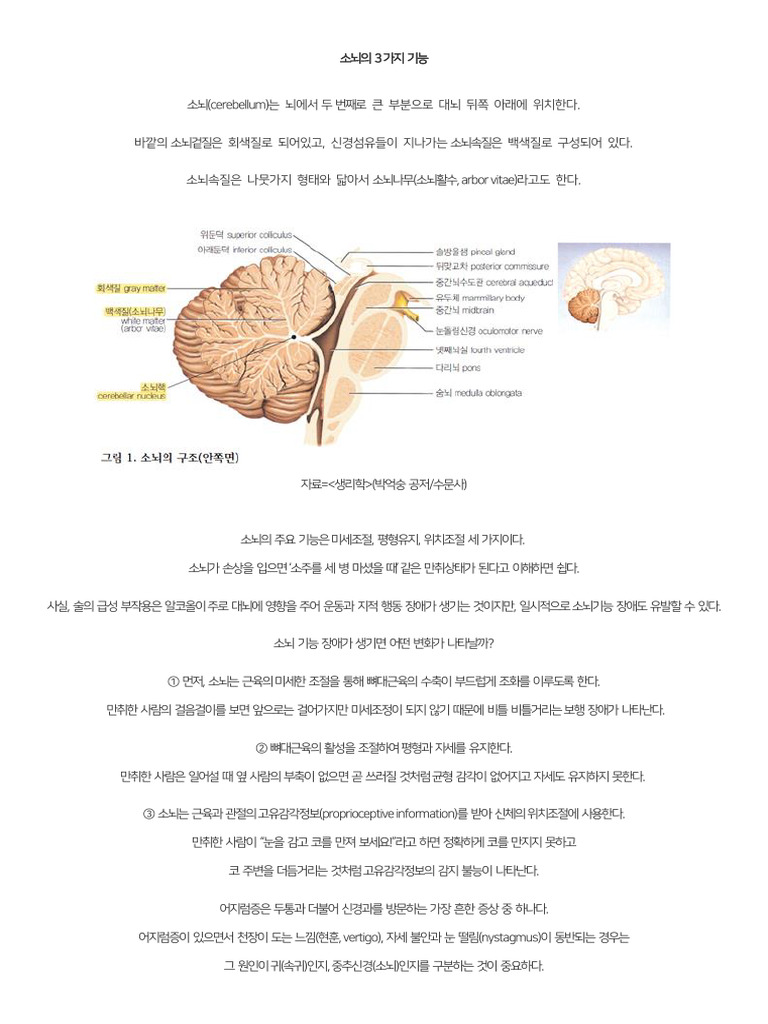 소뇌의 3가지 기능 | PDF