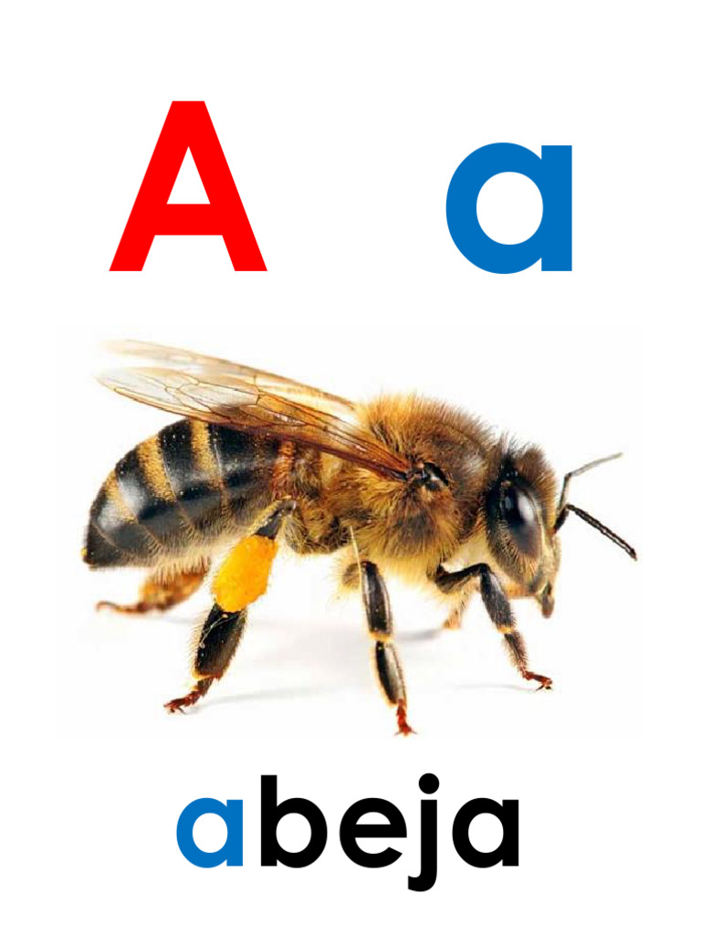 Abecedario Real en Imágenes | PDF