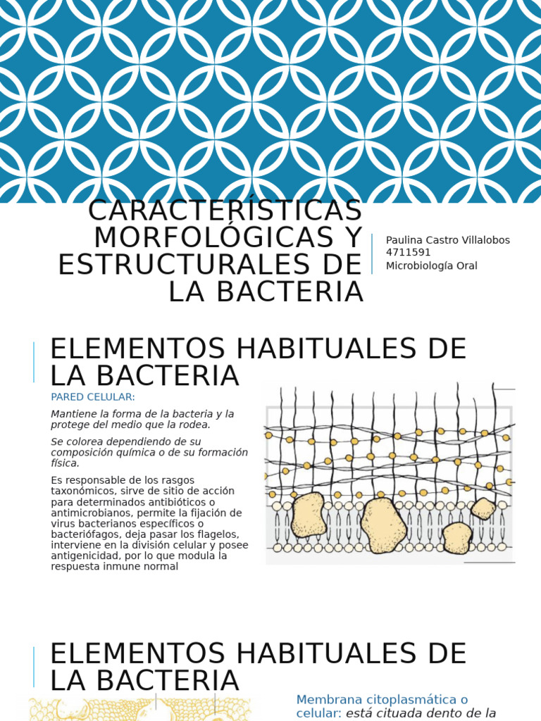 Estructura y características de bacterias | PDF | Las bacterias ...