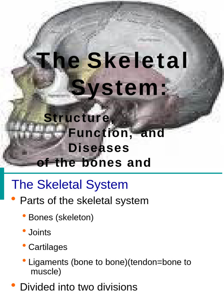 Overview of the Skeletal System | PDF | Bone | Vertebra