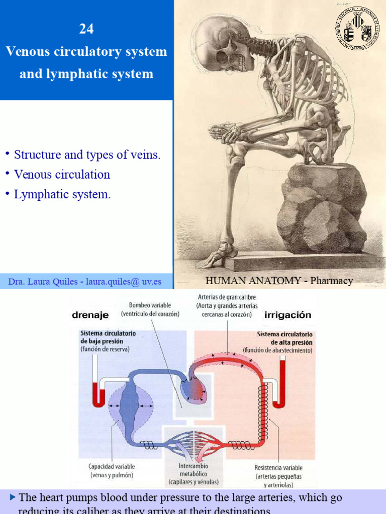 Venous and Lymphatic System Overview | PDF | Vein | Lymphatic System