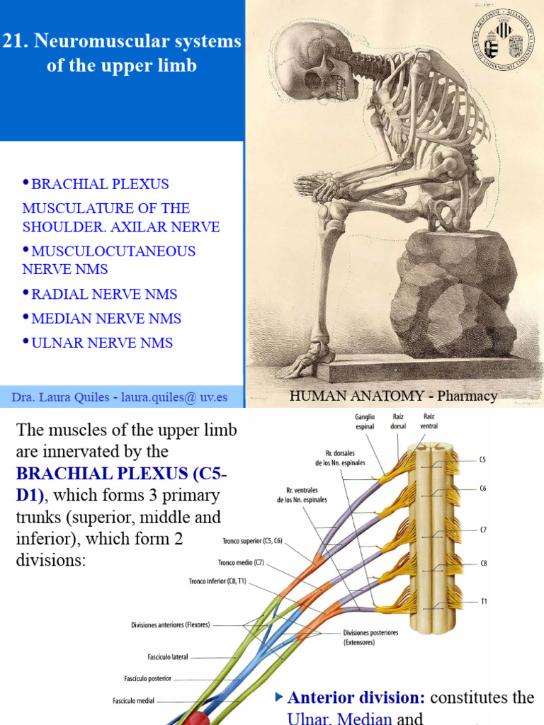 Upper Limb Neuromuscular Anatomy Guide | PDF | Thumb | Anatomical Terms ...