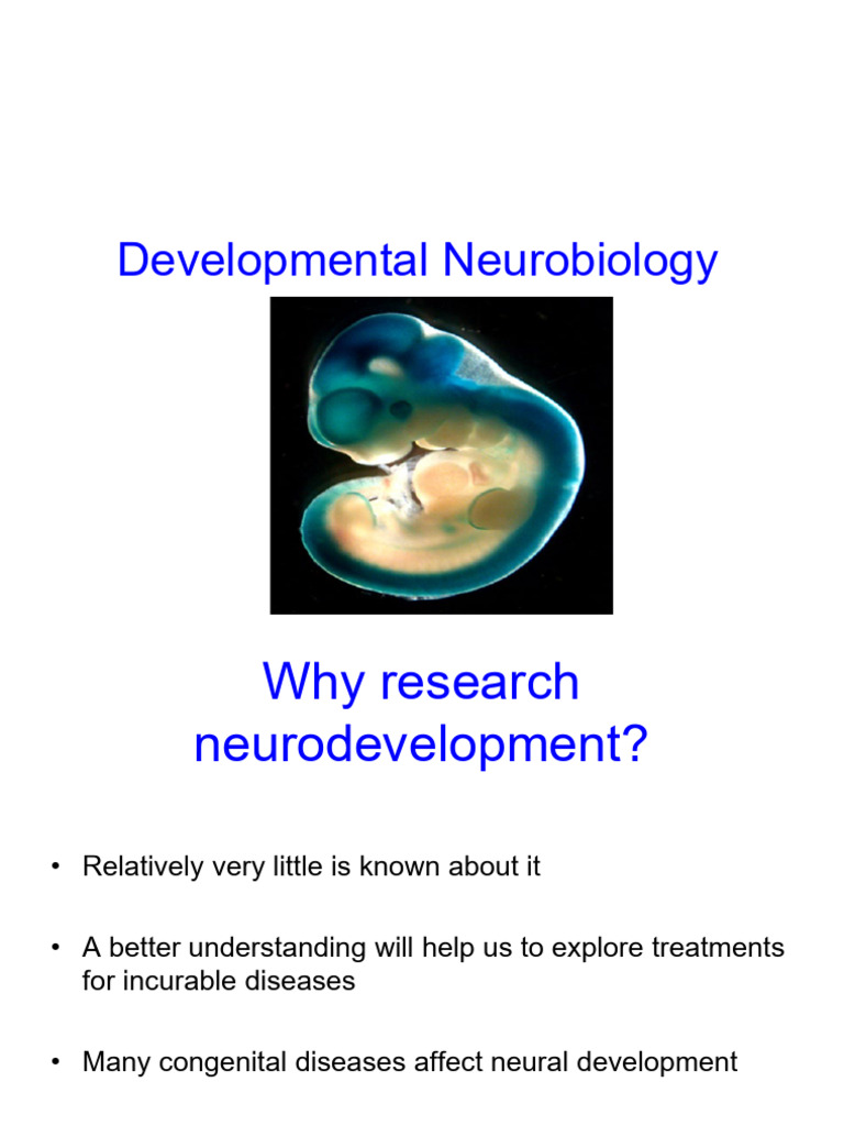 Understanding Developmental Neurobiology | PDF | Nervous System | Axon