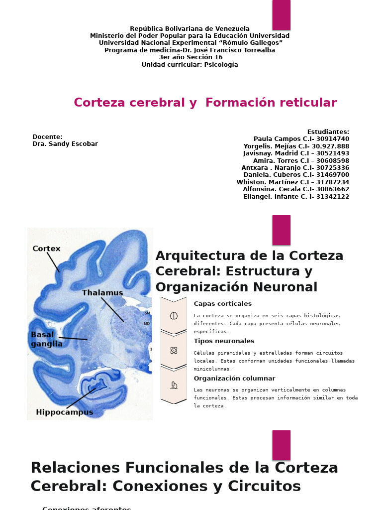 La Corteza Cerebral y Formacion Reticular | PDF | Corteza cerebral ...