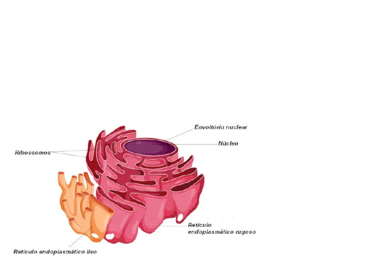 (Reticulo Endoplasmatico) (Importada) y | PDF