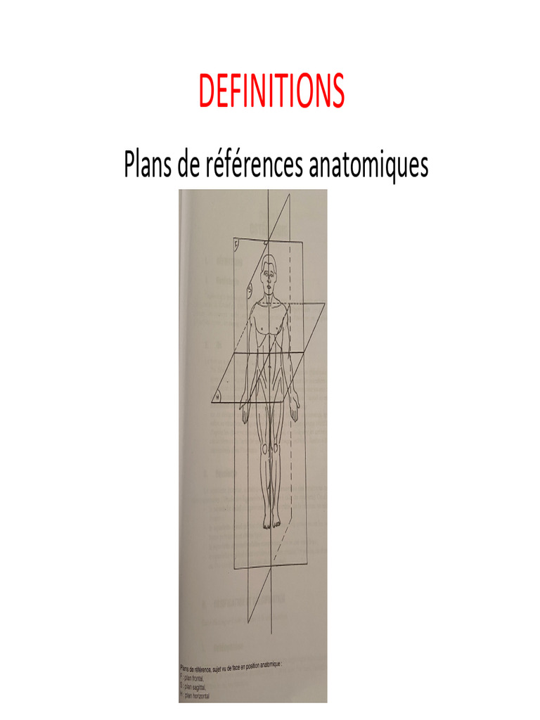 Anatomie des membres et rachis humain | PDF