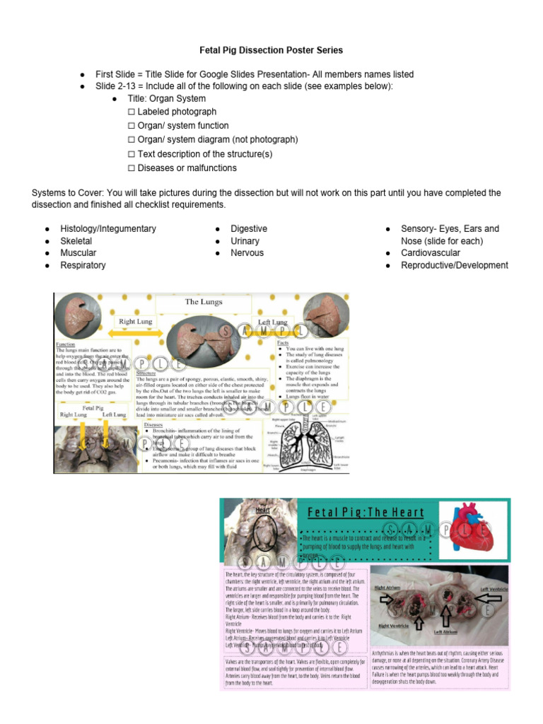 Fetal Pig Dissection Presentation Guide | PDF