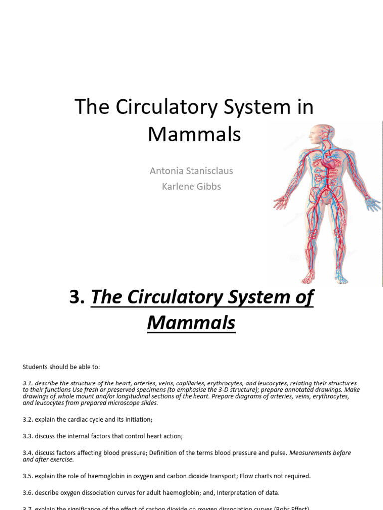 Mammalian Circulatory System Overview | PDF | Heart | Heart Valve