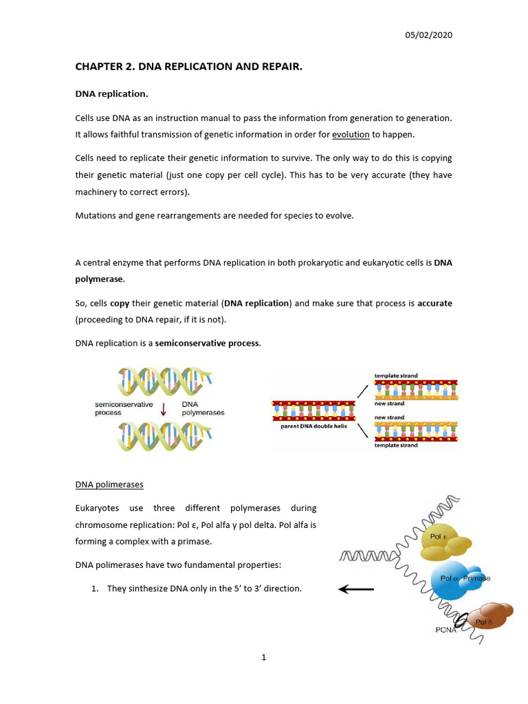 DNA Replication and Repair Mechanisms | PDF | Dna Replication | Dna