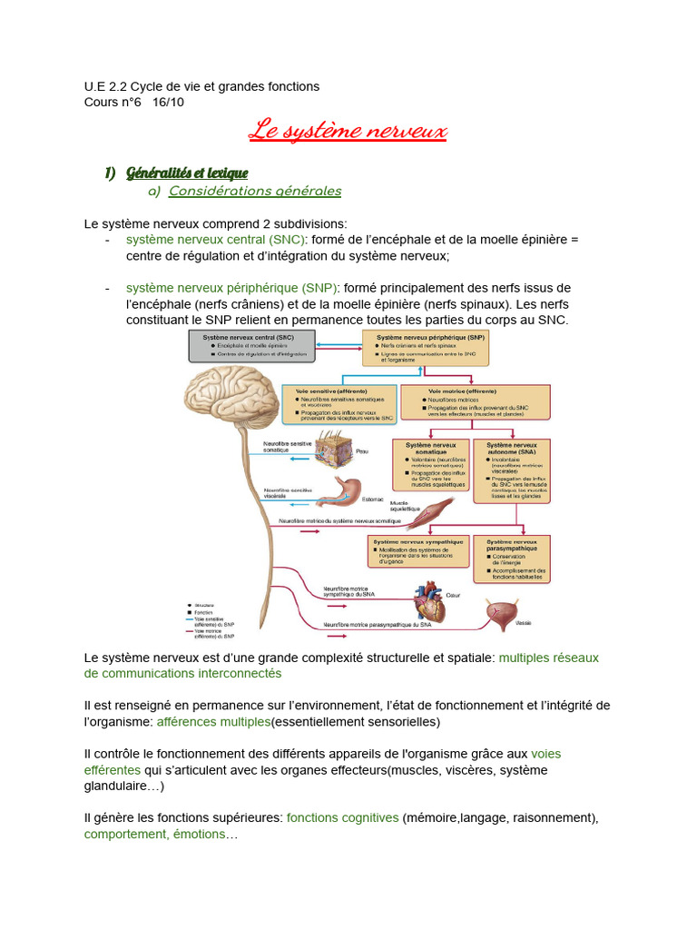 Comprendre le Système Nerveux Central | PDF | Système nerveux central ...