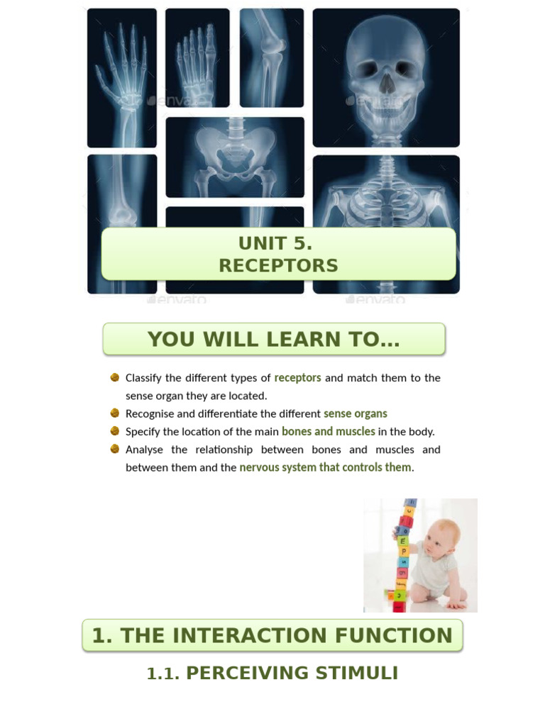 Unit 5. Presentation - Receptors | PDF | Ear | Senses