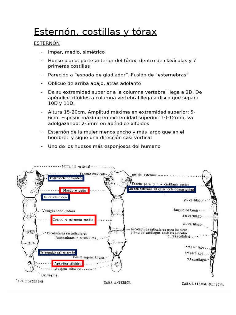 Partes del esternón y costillas | PDF | Tórax | Tórax (anatomía humana)