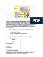 Estructuras principales del tallo encefálico