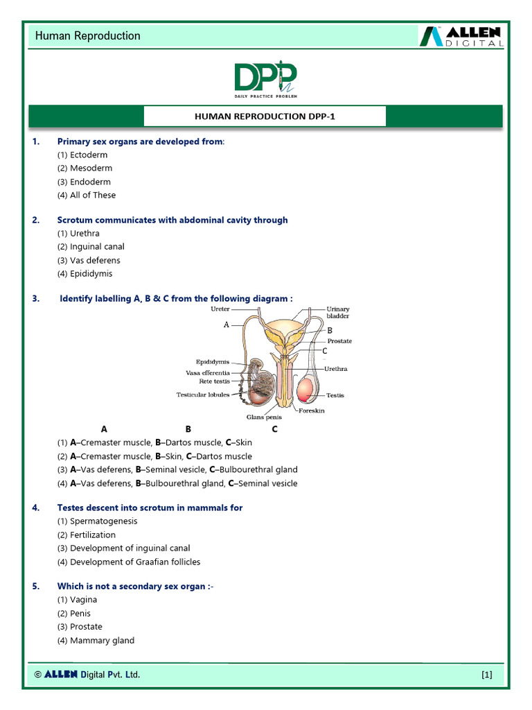 Layers of Cuboidal Cells in Follicles | PDF | Menstrual Cycle ...