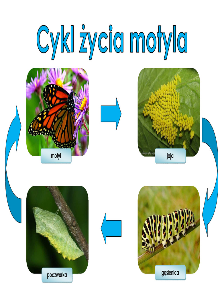 Cykl Życia Motyla | PDF