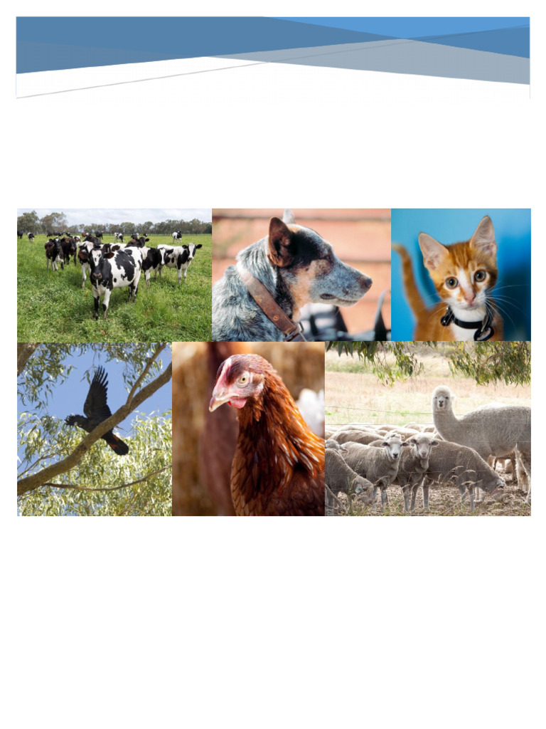 AWA Review Panel - Consultation Report - Stakeholder Forums | PDF ...