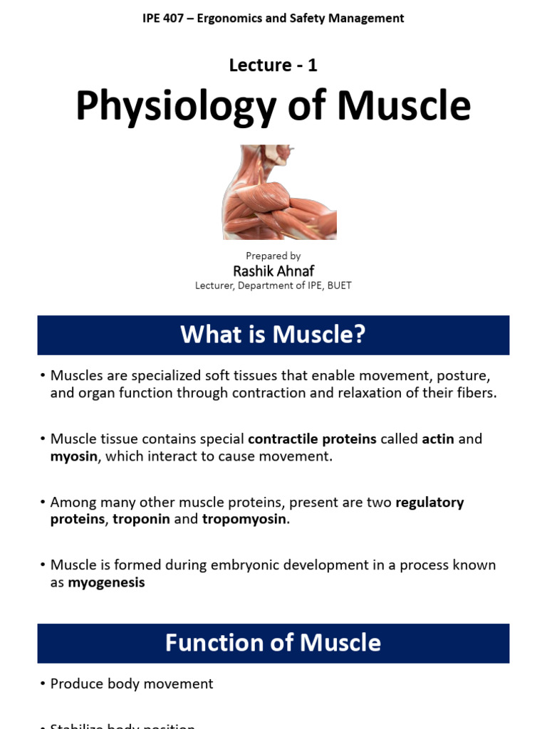 Muscle Physiology and Ergonomics Overview | PDF | Muscle Contraction ...