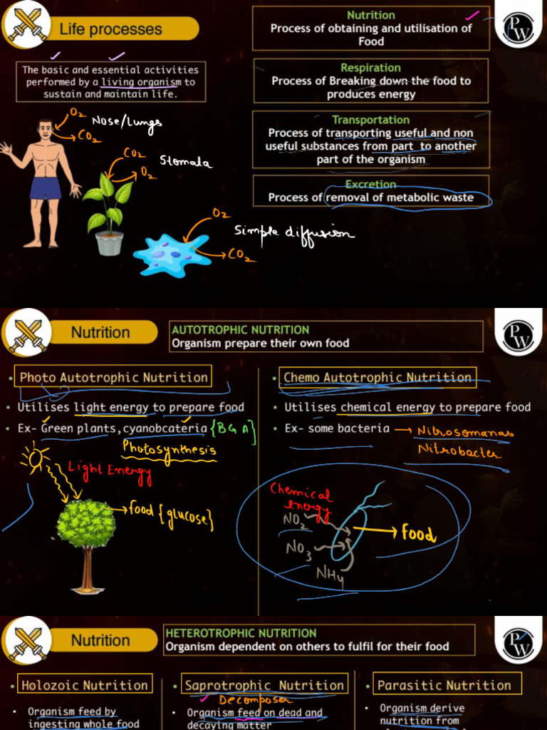 Life Processes - Class Notes - Warrior 2025 | PDF | Digestion | Atrium ...