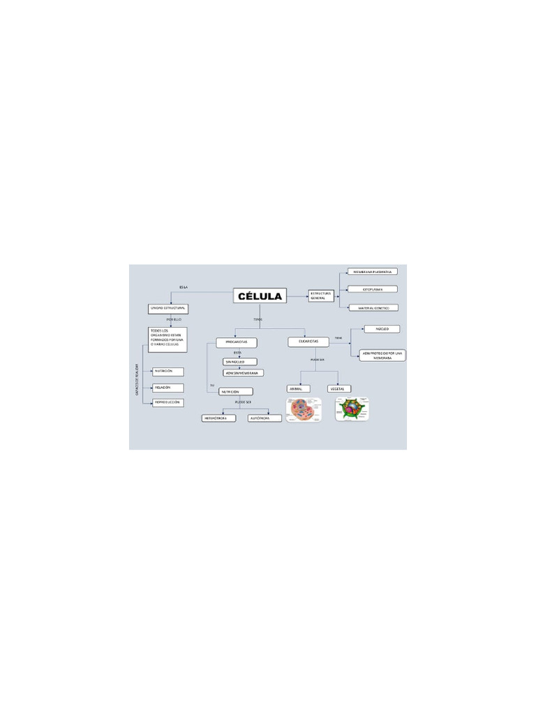 MAPA CONCEPTUAL DE LA CELULA | PDF