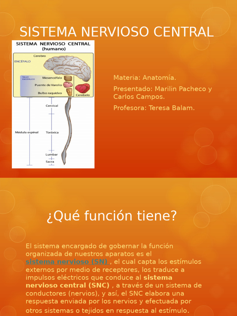 Anatomía del Sistema Nervioso Central | PDF | Médula espinal | Cerebro